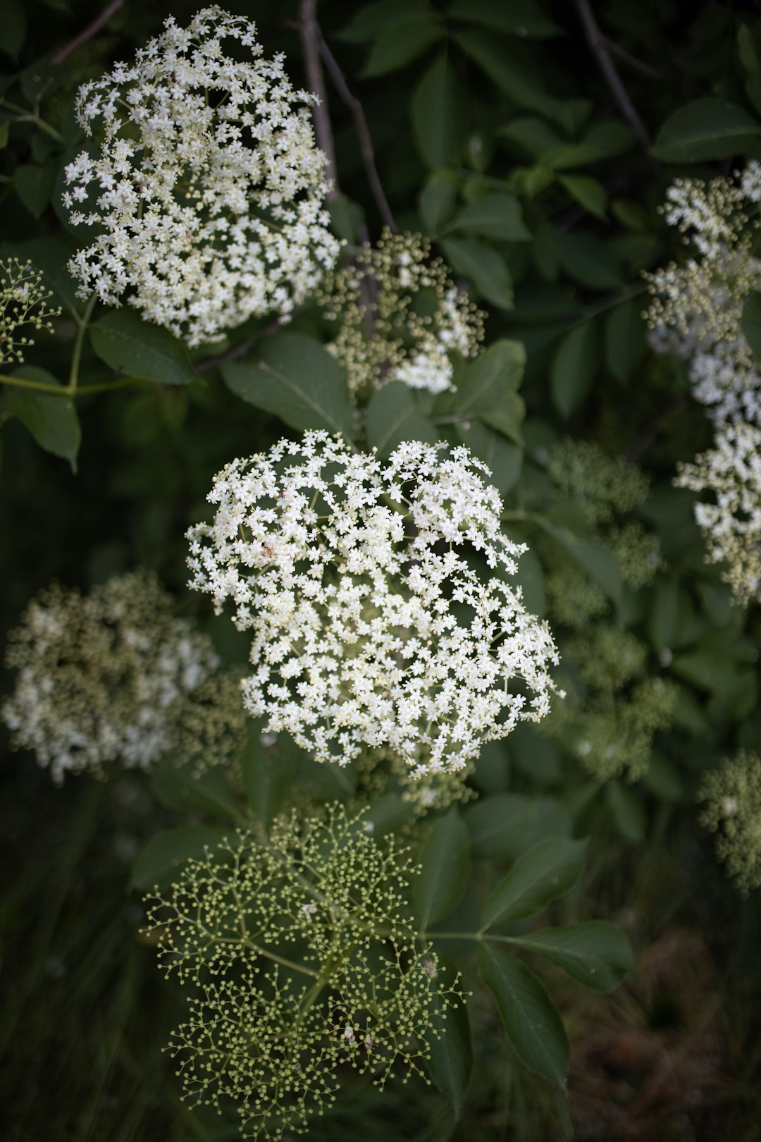 Elderflower blossoms with green leaves