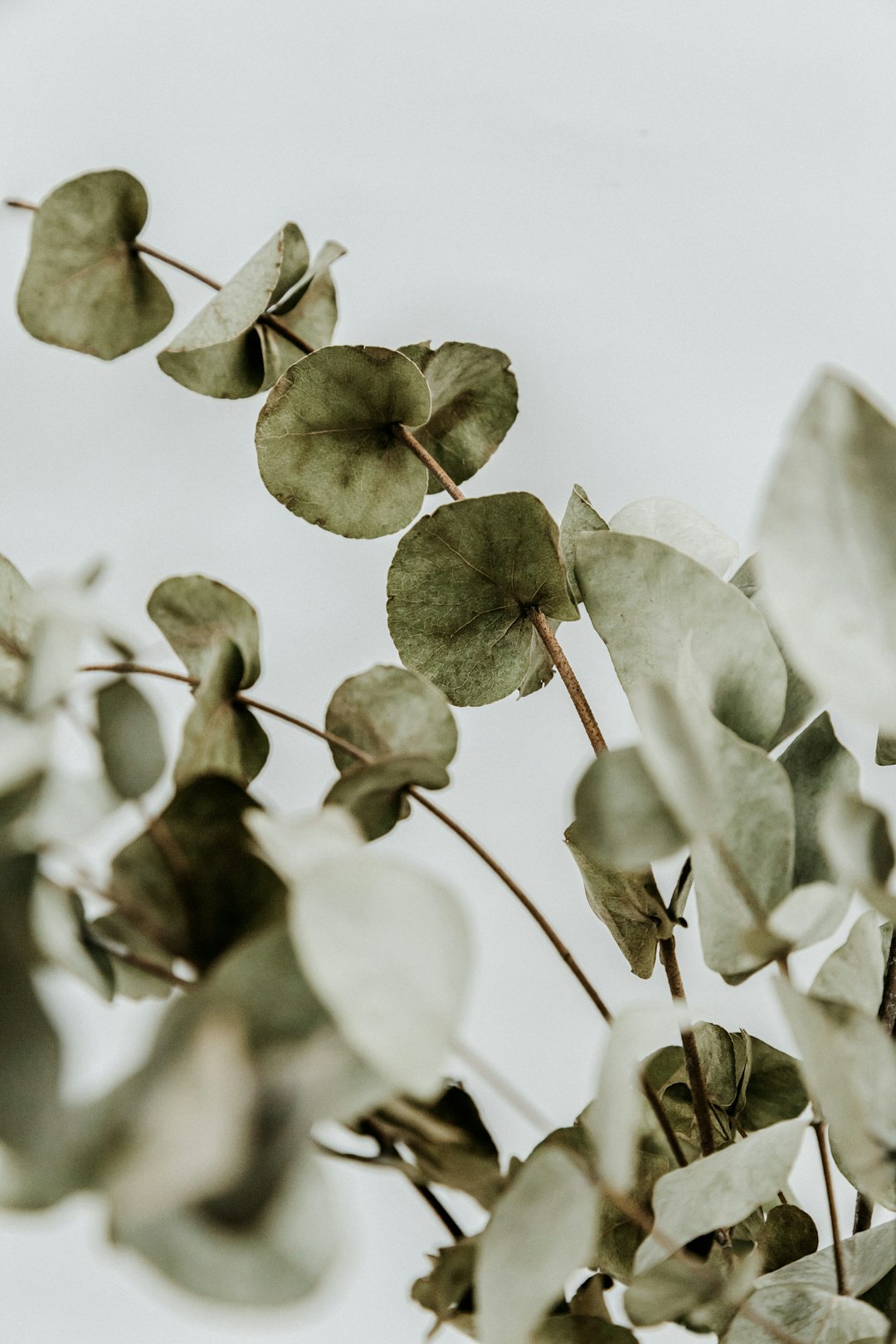Silver-green eucalyptus leaves on a branch in daylight