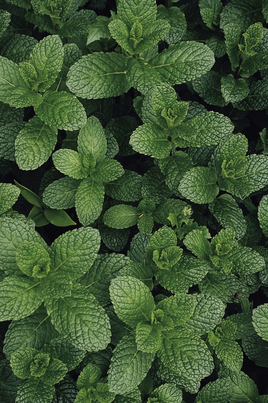 Dense cluster of fresh green mint leaves