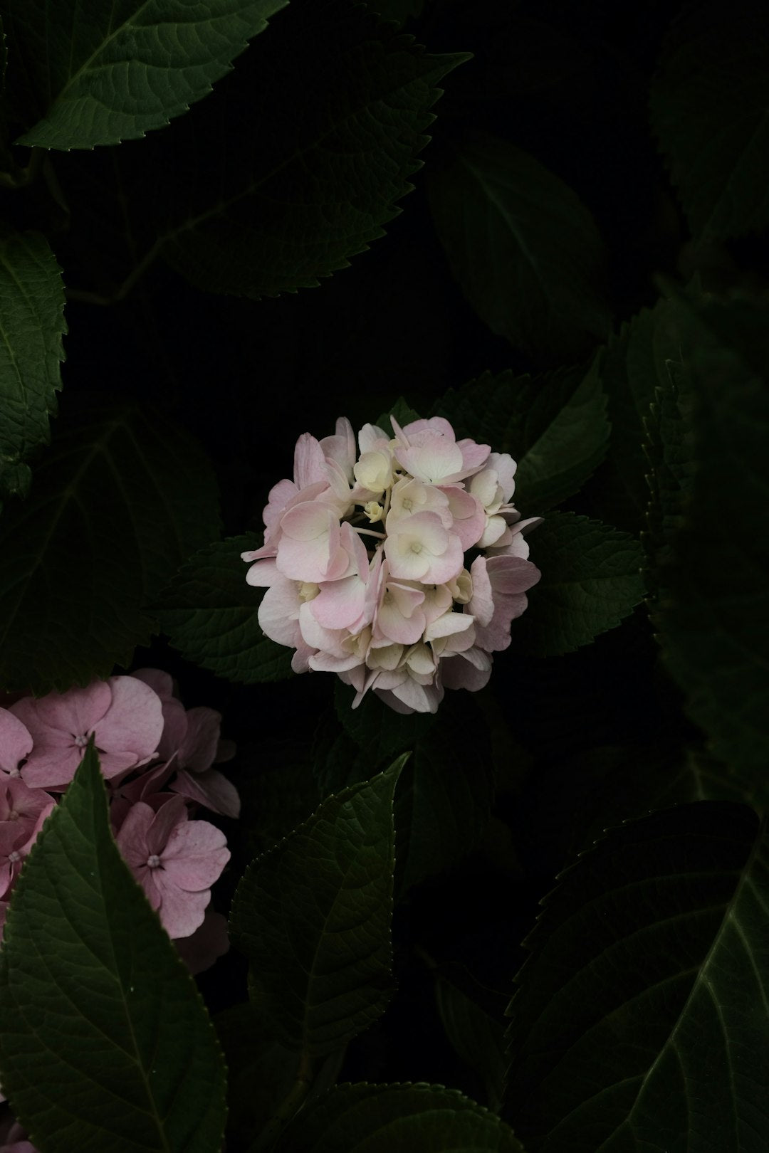 Pink and white geranium flower close up