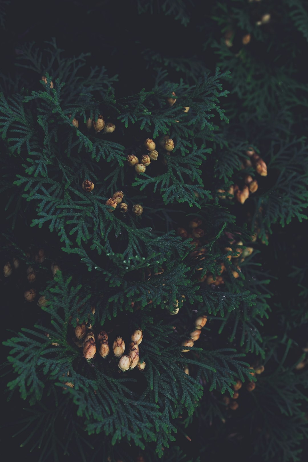 Green thuja cedar branches with small cones