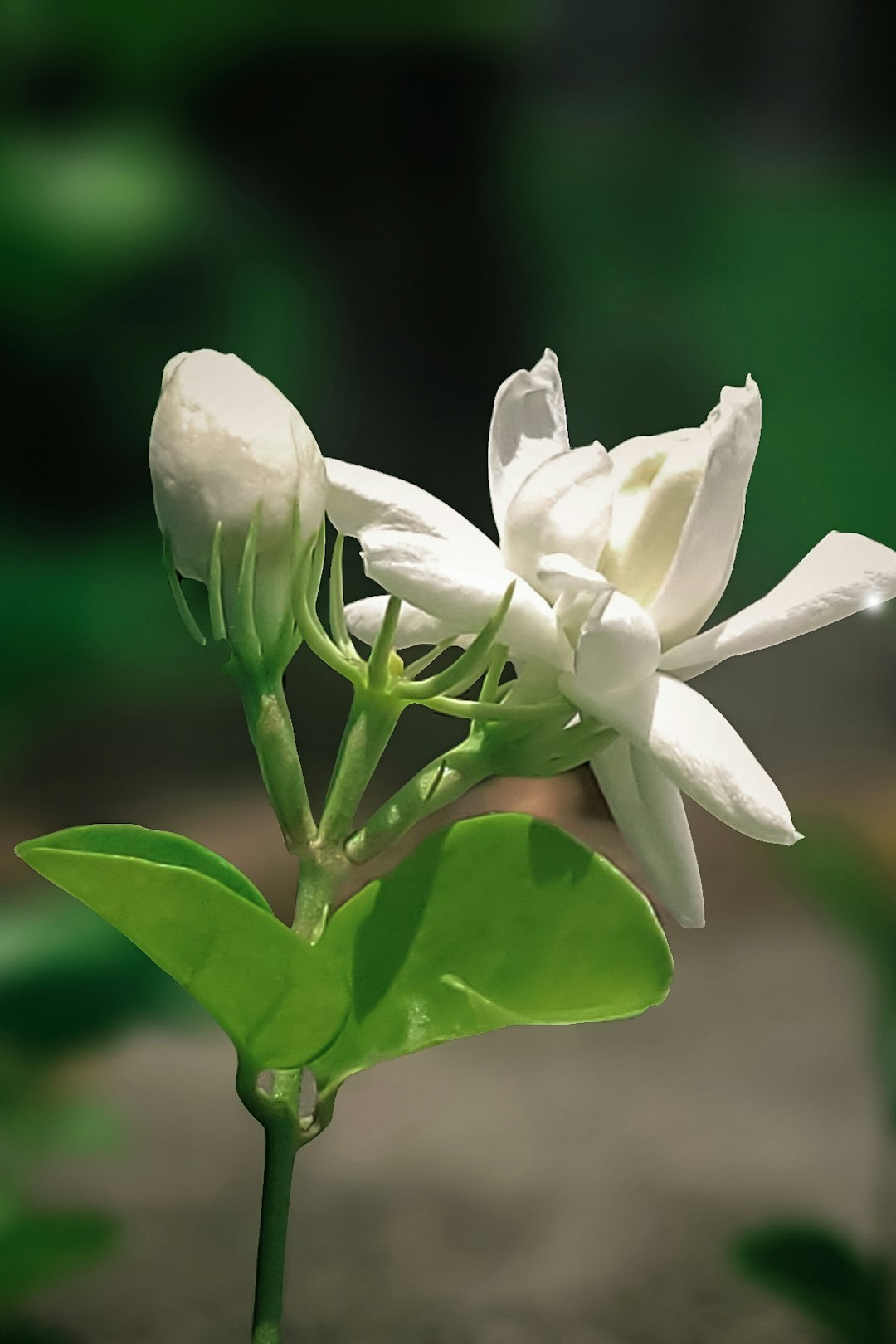 Close up of a white jasmine flower with green leaves