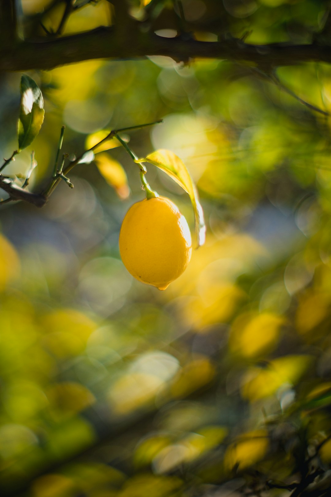 A lemon hanging from a tree branch in sunlight