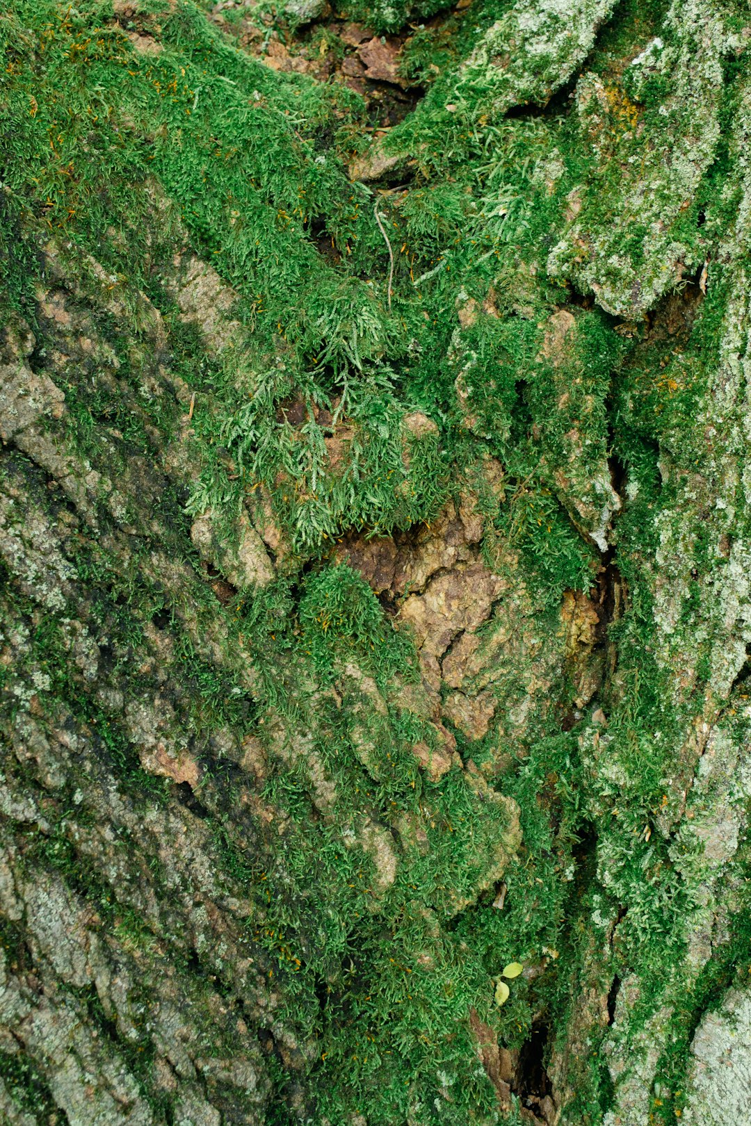 Moss growing on the bark of a tree