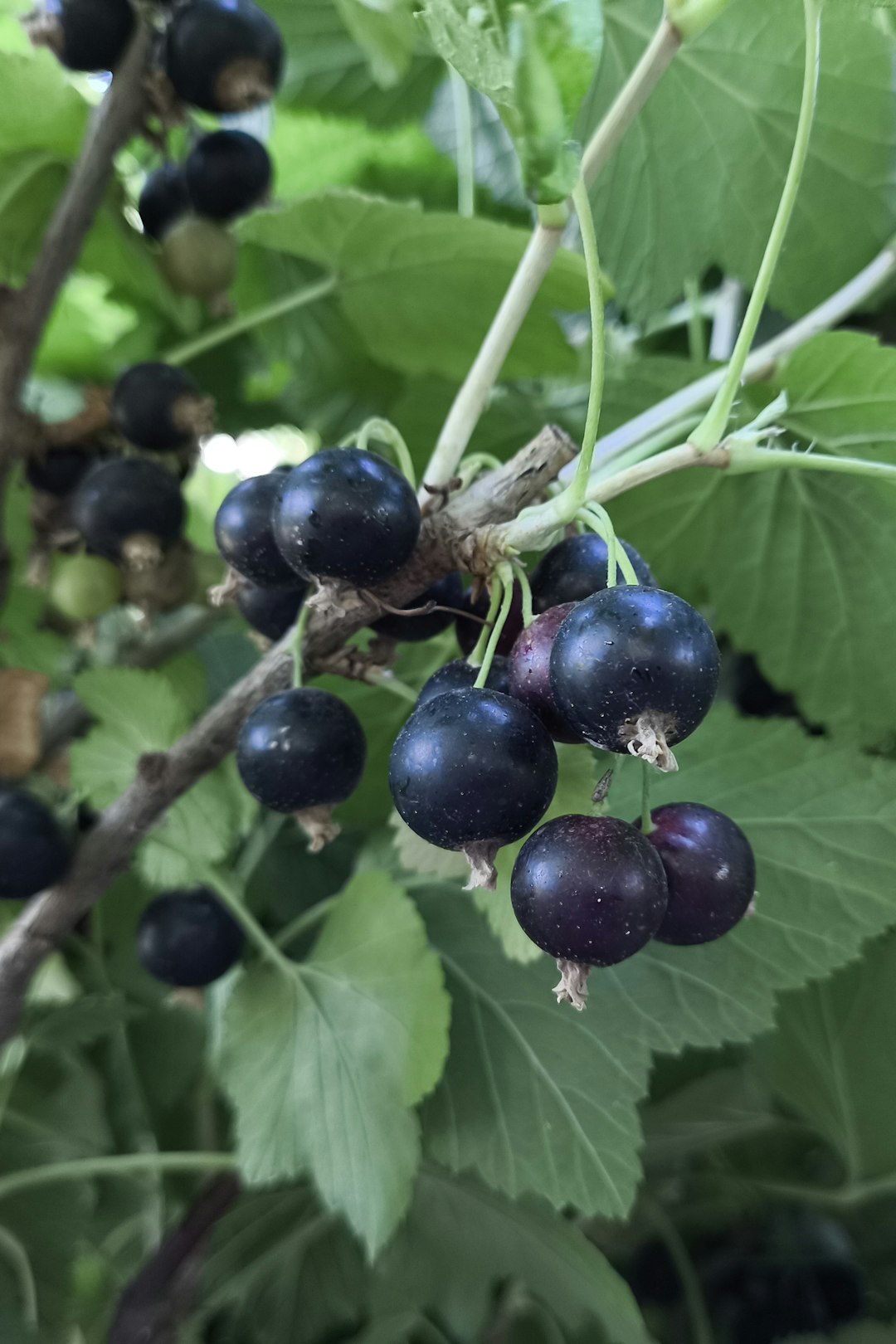 Small dark berries hanging from a tree branch