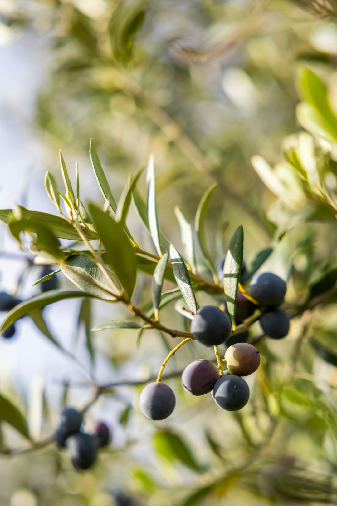 Olives growing on an olive tree in the sun