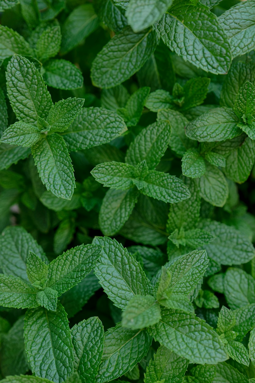 Fresh mint leaves in close-up