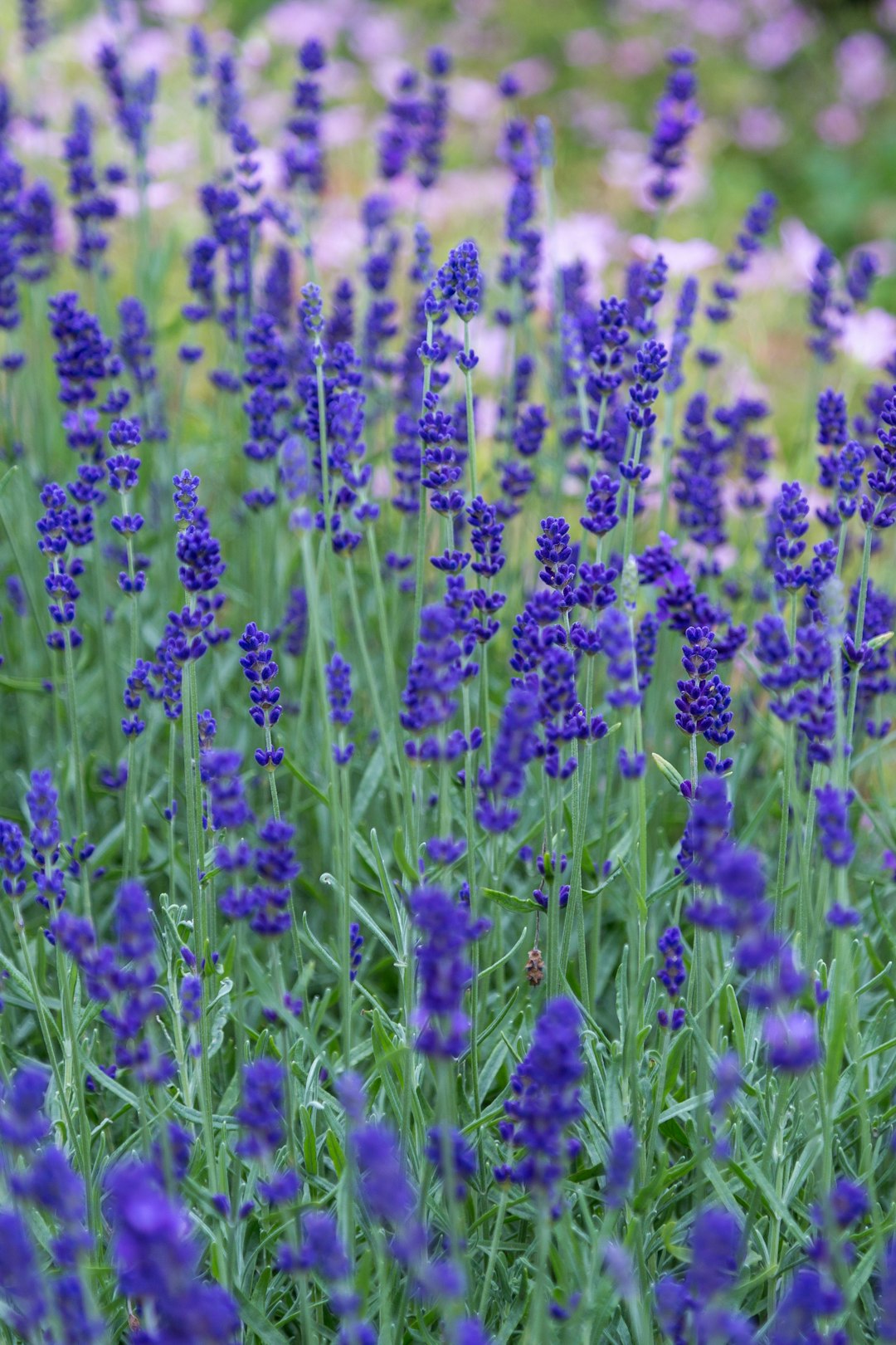 Close-up of lavender flowers in a field