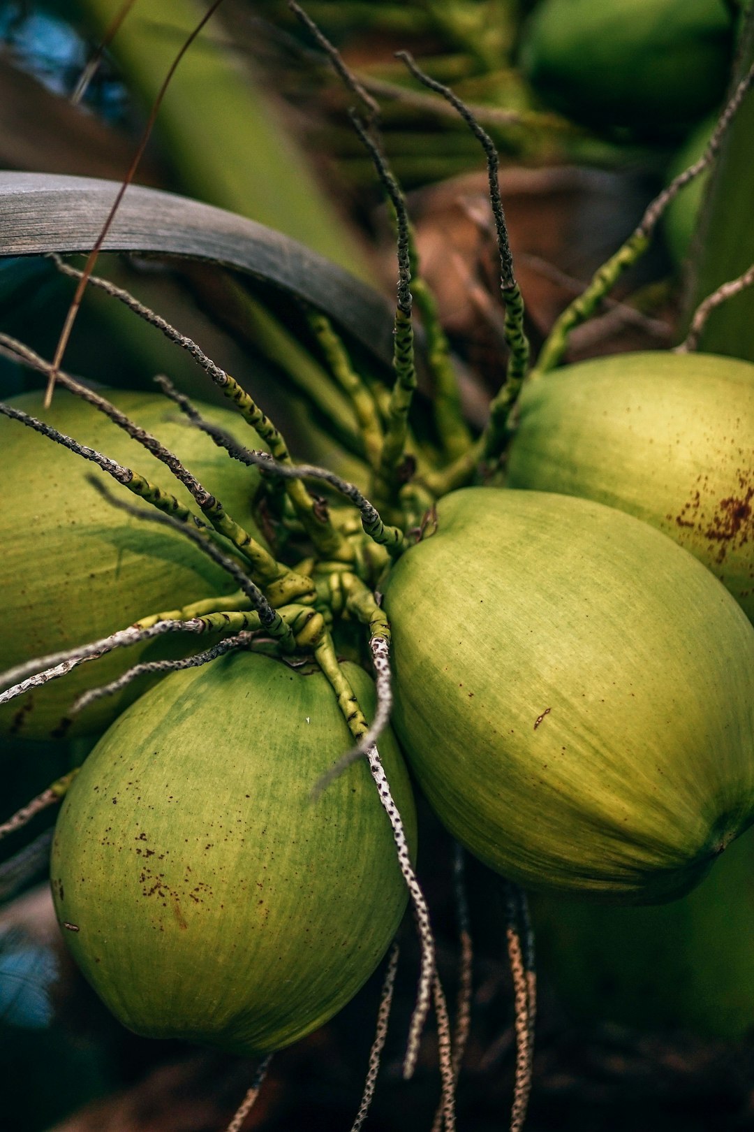 Green coconuts hanging from a palm tree