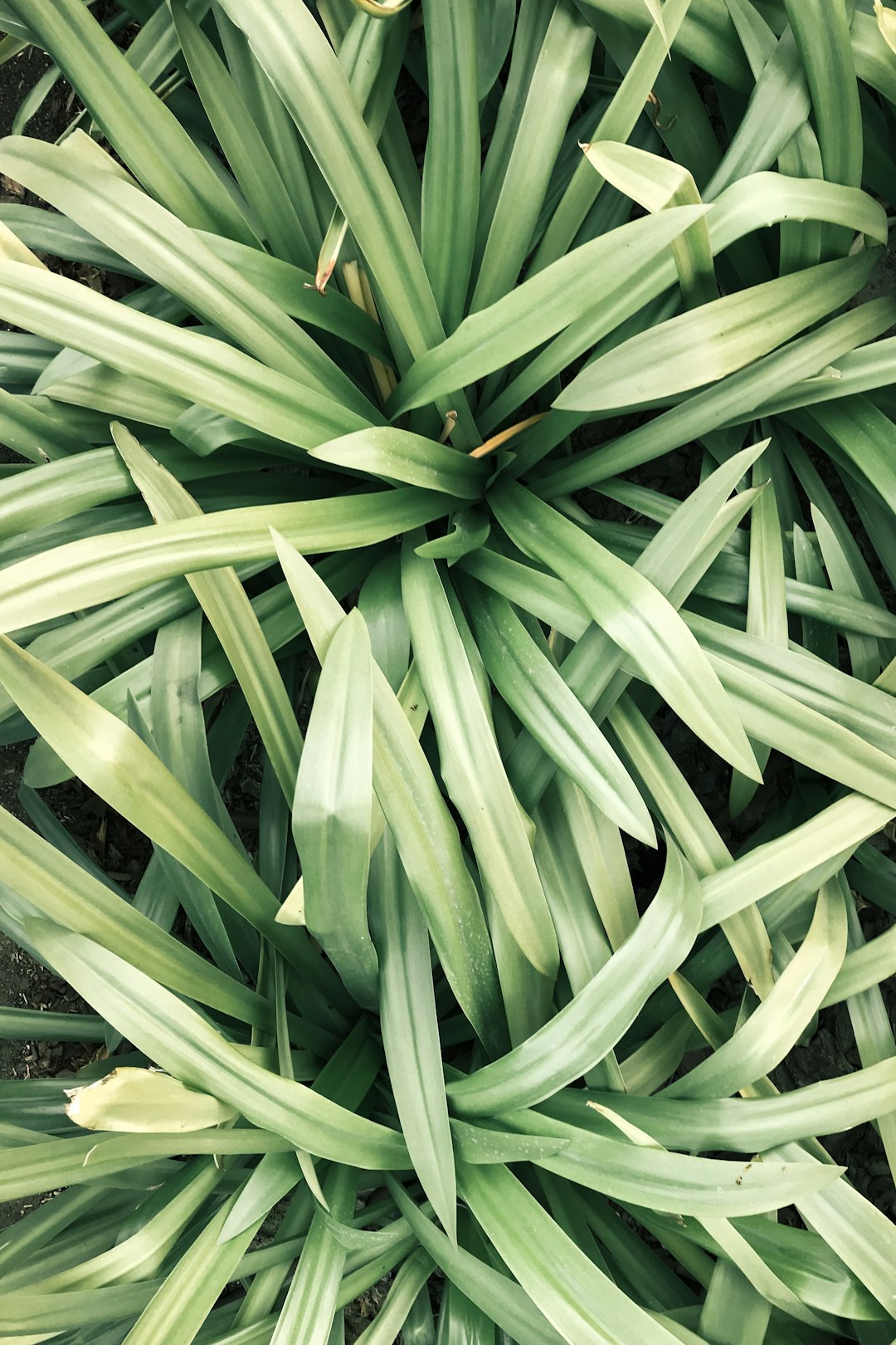 Lemongrass plant growing in a garden