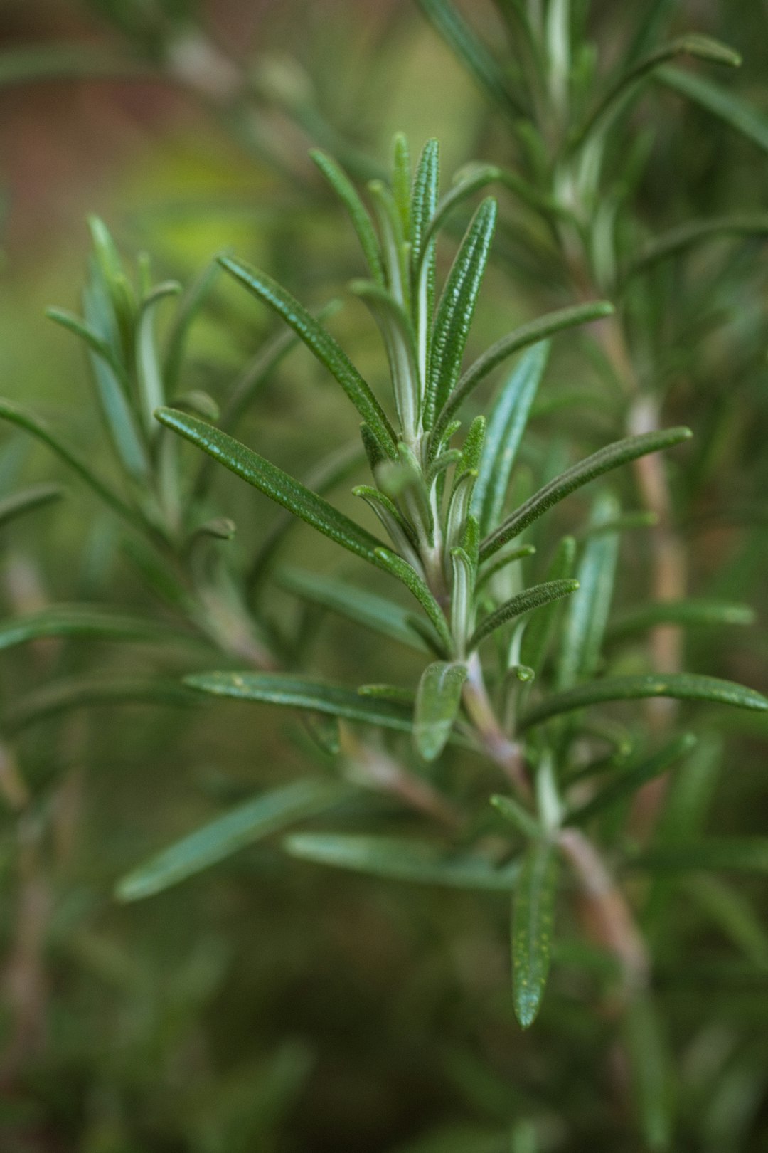 Fresh rosemary plant close up