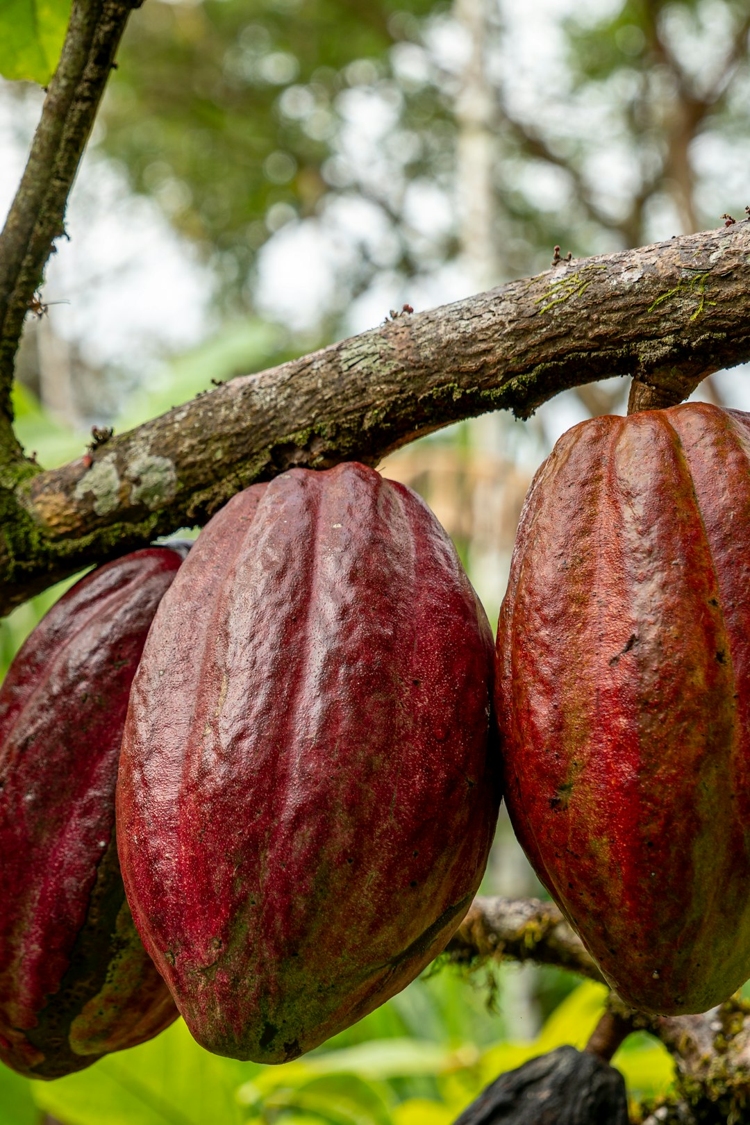 Cocoa pods hanging from a tree branch