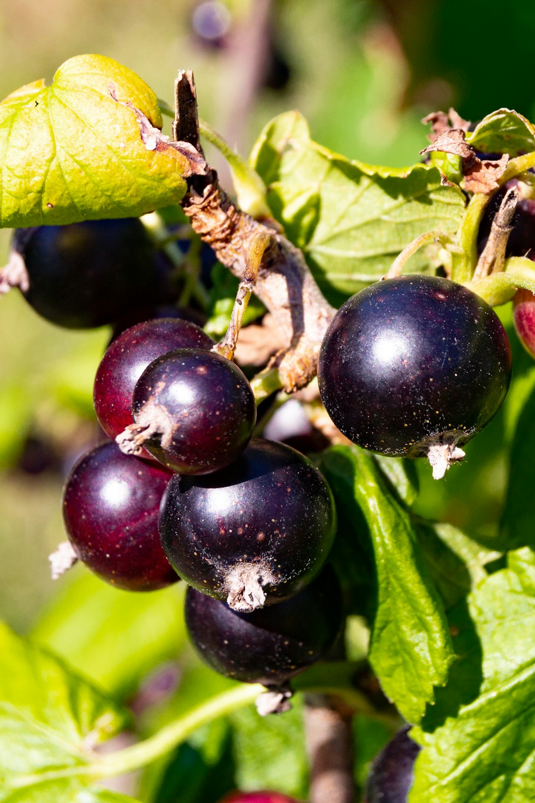 Ripe black currants hanging on a bush