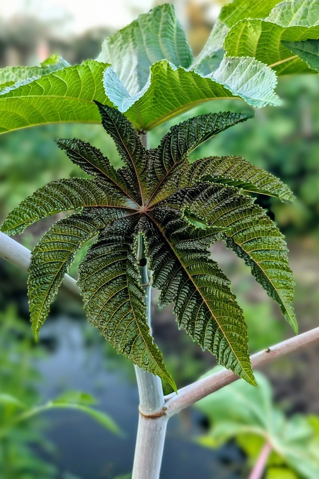 Close-up of a large green castor plant leaf